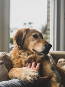 Florida Condominium Laws on Service Animals